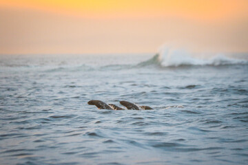 Dawn’s Embrace: A Cape Fur Seal’s Serene Swim in False Bay, Cape Town, South Africa