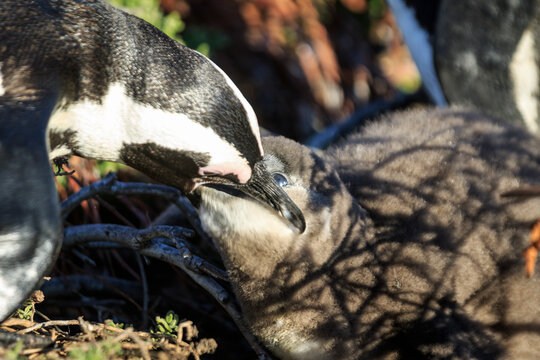 Nurturing Love: An African Penguin’s Feeding Time with Her Chick