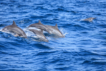 Dolphins’ Dance on the Sapphire Waves of Sri Lanka