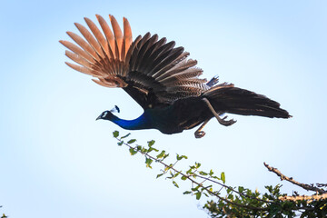 Yala’s Aerial Dancer: The Peacock’s Flight Display
