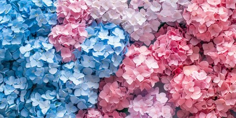 Close-up shot of beautiful pink hortensia flower blossoming in a garden on sunny day. Hydrangea blooming in nature, vivid colorful background - obrazy, fototapety, plakaty