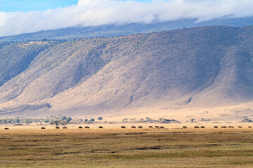Dawn’s First Light on Serengeti’s Wilderness: March of the Wildebeest, Tanzania