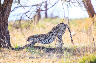 Graceful Cheetah in Mid-Stride Amidst the African Savanna, Serengeti, Tanzania, Africa