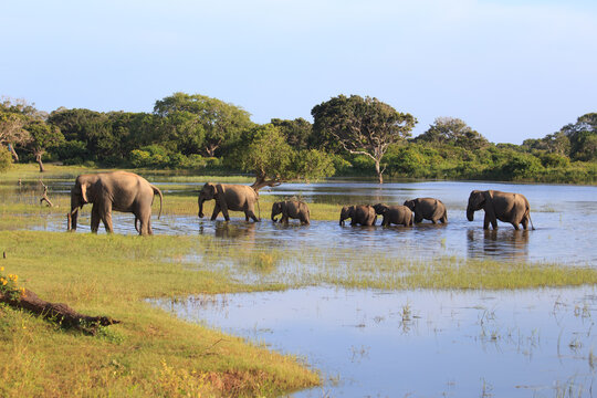 A Peaceful Gathering: Elephant Family Getting Out of a Lake at Yala National Park