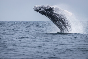 A Humpback Whale Breaching: A Soaring Spectacle at Okinawa Sea
