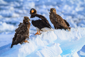 Steller's Sea Eagle and White-tailed Eagle Resting on Drift Ice in the Sea of Okhotsk, Rausu, Hokkaido, Japan