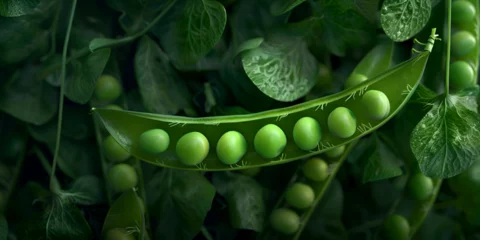 Poster green pea pod generated with ai and vegetable green pea with leaves,Pea Pod and Fresh Vegetable with Leaves © Anas