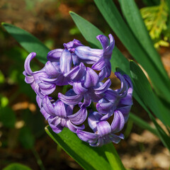 Macro of spring flower of purple Hyacinthus orientalis (common hyacinth, garden or Dutch hyacinth) on green garden background. The aroma of blooming hyacinth told of early spring. Selective focus.