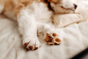 Closeup of an Aussie Goldendoodle puppy sleeping on bed