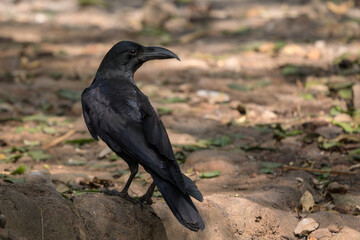 Indian Jungle Crow - Corvus culminatus, large black perching bird from South Asian forests and woodlands, Nagarahole Tiger Reserve, India. - 764673609