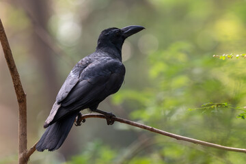 Indian Jungle Crow - Corvus culminatus, large black perching bird from South Asian forests and woodlands, Nagarahole Tiger Reserve, India. - 764673629