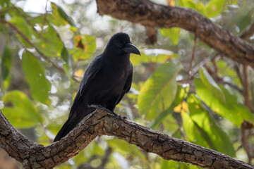 Indian Jungle Crow - Corvus culminatus, large black perching bird from South Asian forests and woodlands, Nagarahole Tiger Reserve, India. - 764673662