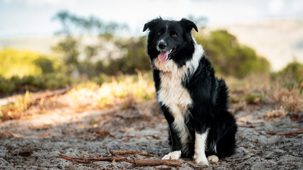 beautiful dog in the forest  - obrazy, fototapety, plakaty