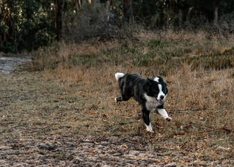 beautiful dog in the forest 