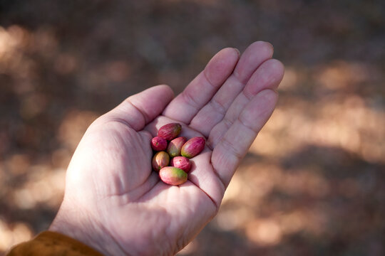 An adult&rsquo;s hand gently holds a collection of ripe peumo berries, showcasing their vibrant colors against a soft-focus natural backdrop