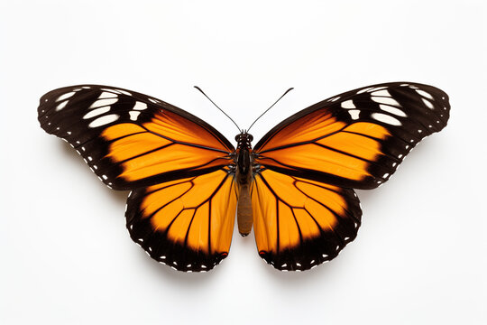 butterfly on a white background in high definition