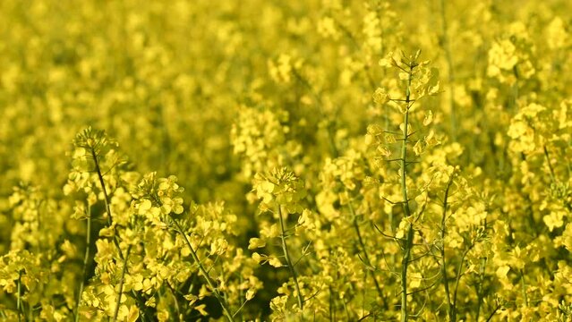 Yellow rapeseed field with swaying flowers.
