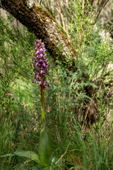 Giant European Ochid, Himantoglossum robertianum, very scarce and protected by the states where it lives, a very large plant within its family since it reaches 110 cm.