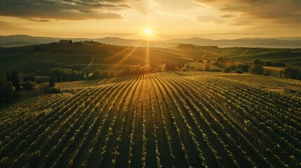 Vineyards and winery on sunset. Vineyard agricultural fields in the countryside, beautiful aerial...