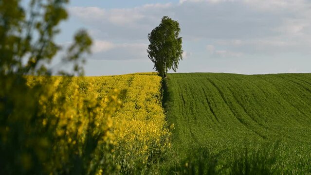 Two fields: one of green grains, the other of flowering rapeseed. Between them, a birch tree, with the wind moving its branche
