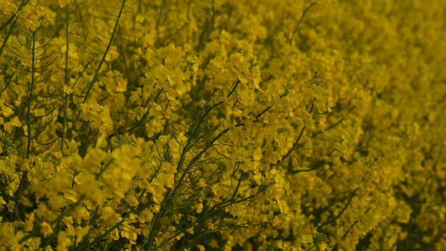 Amidst morning dew, rapeseed flowers flutter in the breeze, painting a serene picture across the expansive field