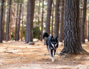 Beautiful dog in the forest  - obrazy, fototapety, plakaty