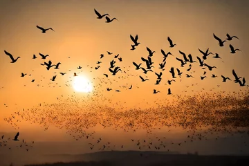 Fotobehang Silhouettes flock of Seagulls over the Sea during amazing sunset © MISHAL
