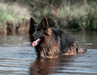 german shepherd dog