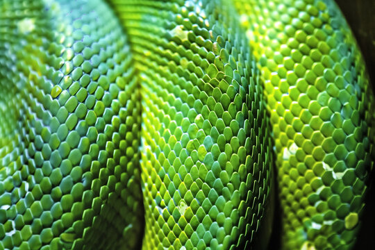 Close-up of a green snake