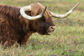 Vache écosaise, vache Highland, Bos taurus, taureau