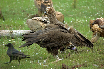 Vautour moine,.Aegypius monachus, Cinereous Vulture, Vautour fauve,.Gyps fulvus, Griffon Vulture, Parc naturel régional des grands causses 48, Lozere, France