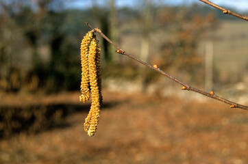 Corylus avellana, Noisetier, chaton