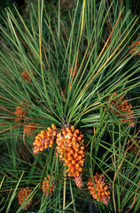 Pinus pinaster, Pin maritime