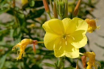 Oenothera biennis, Onagre