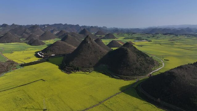 Aerial view of Golden Canola fields in Luoping, Yunnan, China