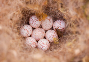 Das Nest mit Eier einer Blaumeise.