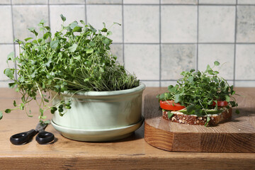 Broccoli Sprout home grown and sandwich in kitchen. Micro greens growing in pot indoor.