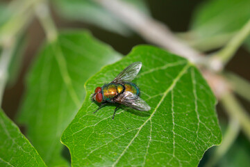 Eine Fliege, Goldfliege unbest. (Lucila spec.) auf einem Baumblatt.
