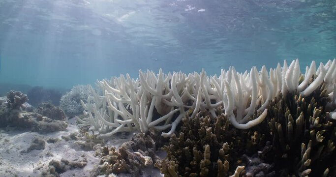 Coral Bleaching Great Barrier Reef 8K