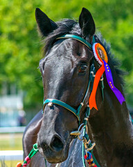 Portrait of a brown horse.
