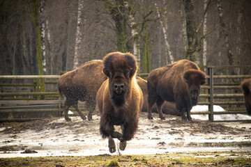 An American Bison Running..
