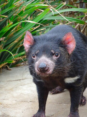 Tasmanian devil close up in zoo, Australia