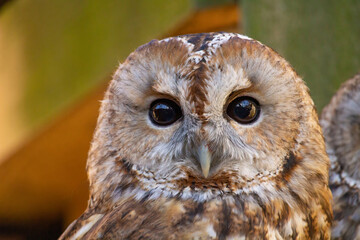 Portrait of Tawny owl or brown owl.