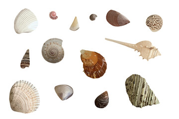 Collection of beautiful sea shells for design element. sand beach summer thailand mollusk marine