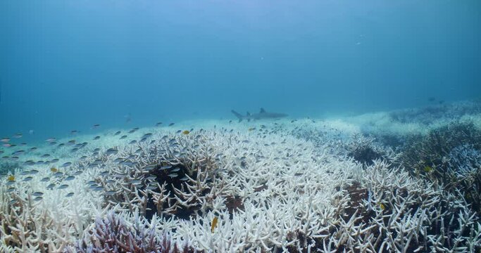 Coral Bleaching Great Barrier Reef 8K