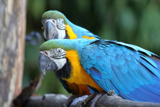 pappagalli ara blu