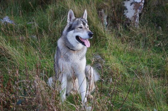 Tamaskan Dog, a breed of dog that have been selectively bred to resemble a wolf or wolfdog