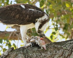 Osprey Eating It's Fresh Fish Catch Florida Wetlands