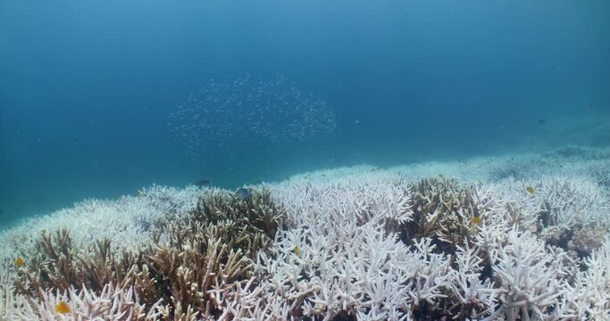 Coral Bleaching Great Barrier Reef 8K