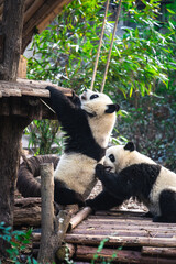 Cute Pandas in Chengdu, China